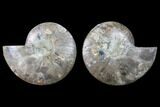 Cut & Polished Ammonite Fossil - Agatized #88172-1